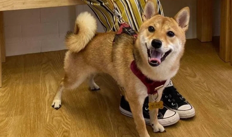 公狗結紮護理 公狗結紮護理