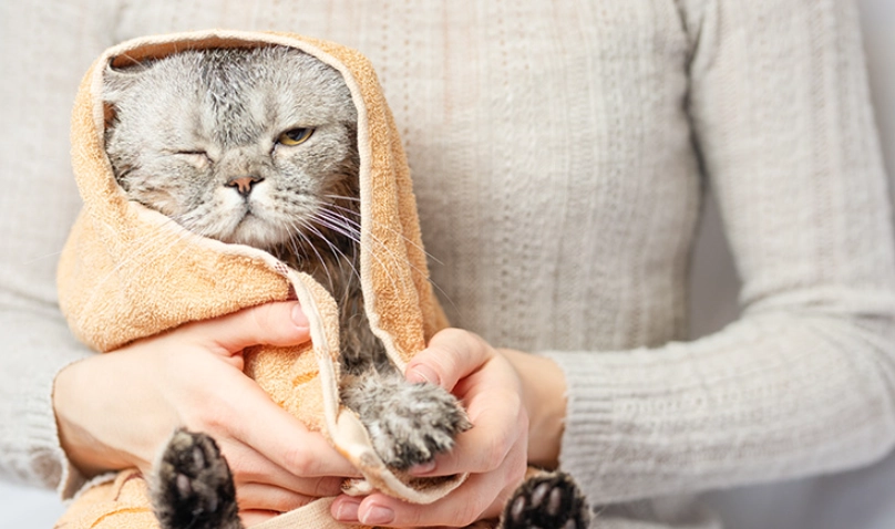 寵物感冒治療 寵物感冒治療