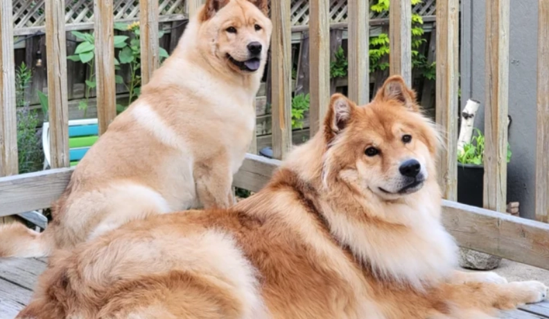 秋田柴犬混種全攻略：性格、照顧與訓練必知事項