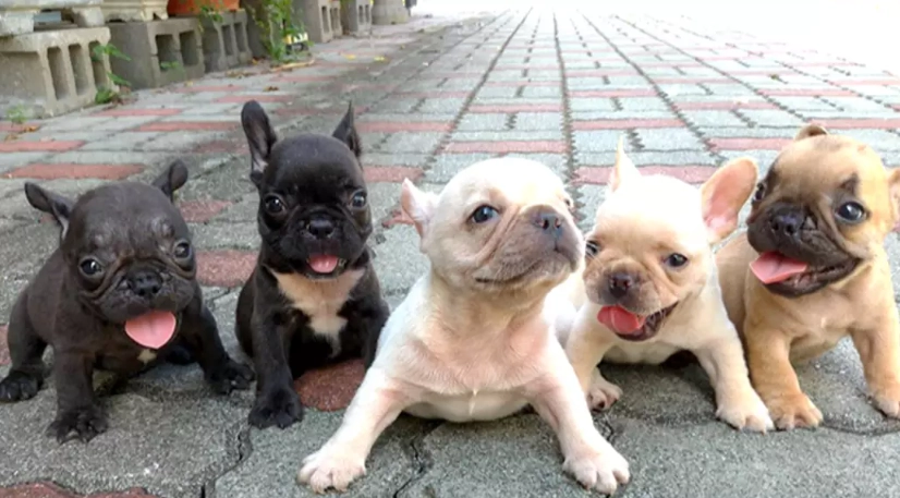 法國鬥牛犬英國鬥牛犬差異 法國鬥牛犬英國鬥牛犬差異