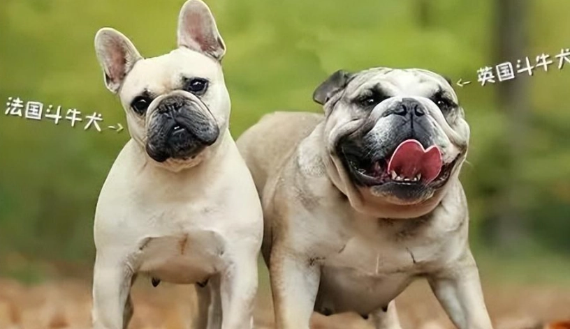 法鬥與英鬥完整比較指南：外觀、性格、健康與飼養全解析