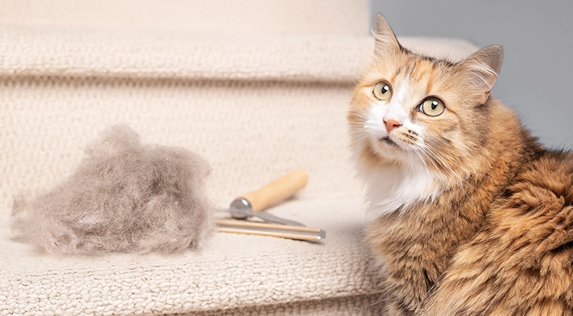 破解迷思：貓咪一定會吐毛球嗎？原因、預防與處理全攻略