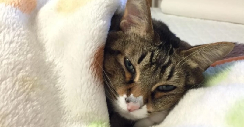 動物感冒全攻略：症狀判別、居家護理到預防方法