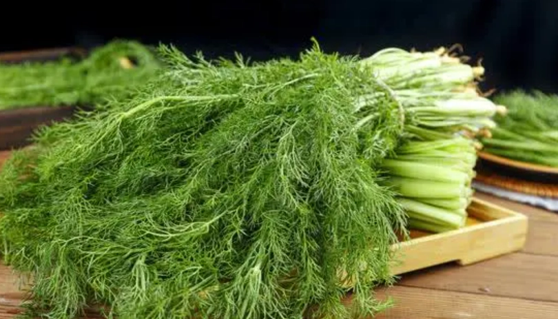 茴香菜保存方法