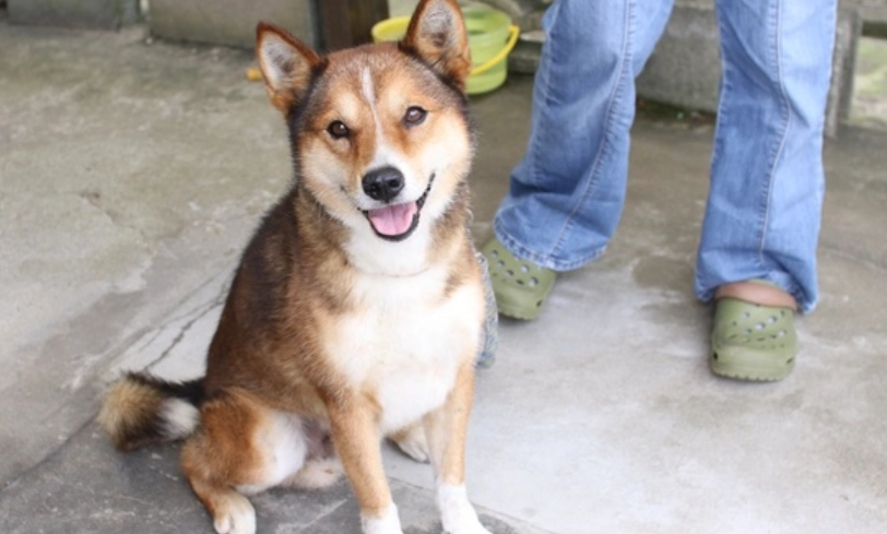 秋田柴犬混種訓練