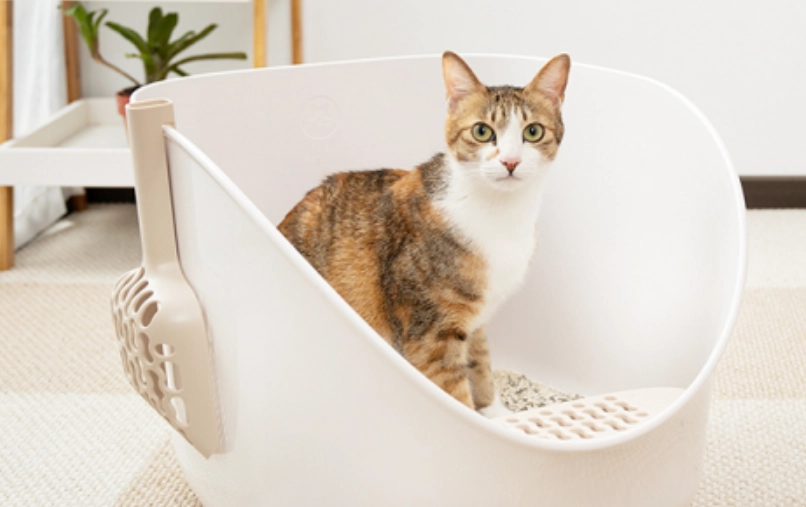 貓咪膀胱炎治療時間 貓咪膀胱炎治療時間