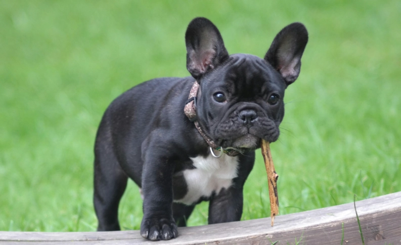 法鬥一個月花費