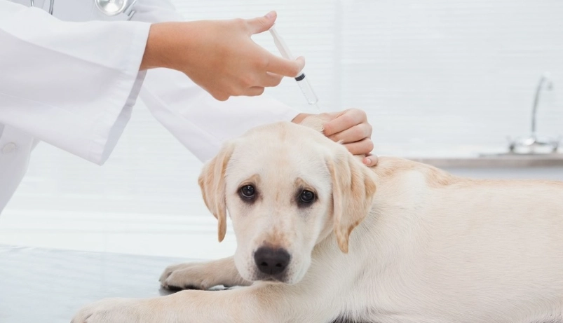 狗心臟病肺積水