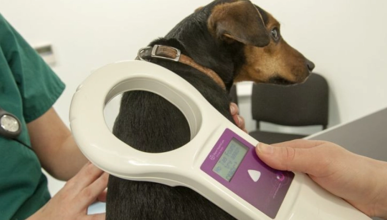 寵物晶片痛不痛