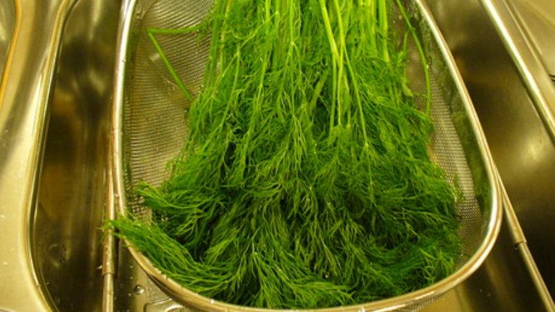 茴香菜保存方法