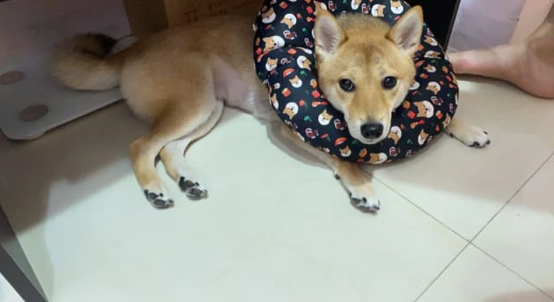 結紮後狗狗攻擊性 結紮後狗狗攻擊性