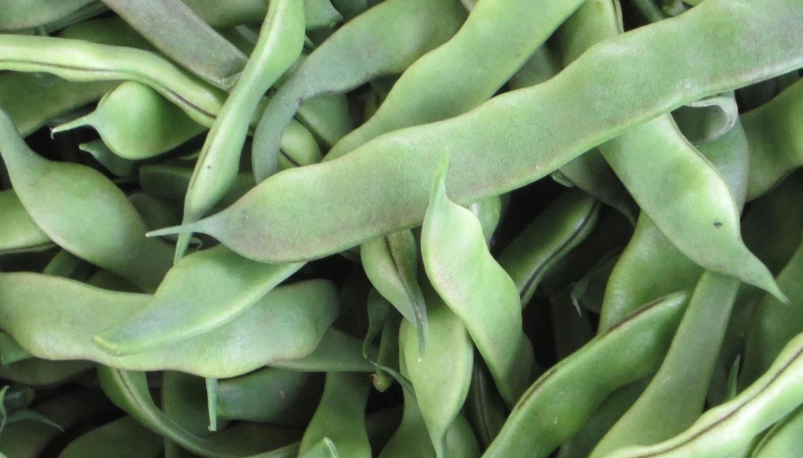 綠扁豆健康益處