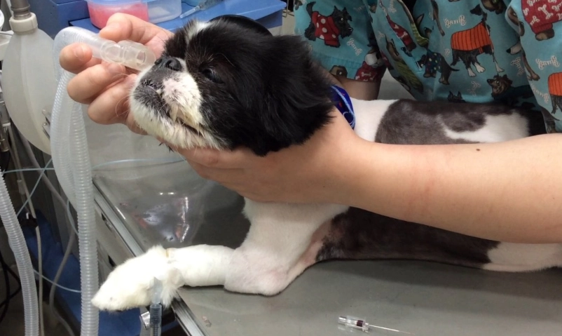 狗心臟病肺積水