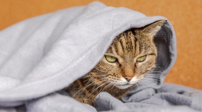 寵物感冒治療 寵物感冒治療