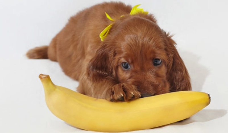 狗狗可以吃香蕉嗎