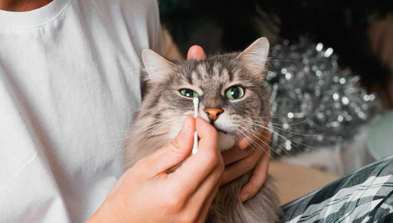 動物感冒症狀 動物感冒症狀