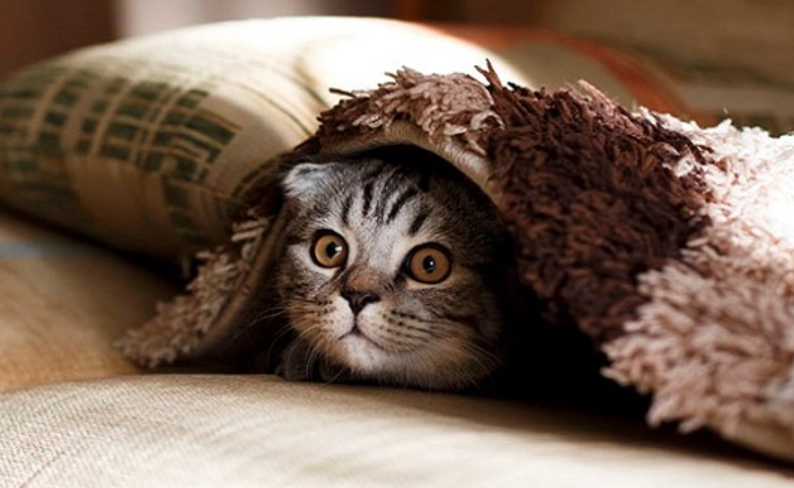 預防動物感冒 預防動物感冒