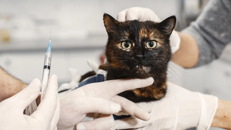 寵物晶片痛不痛