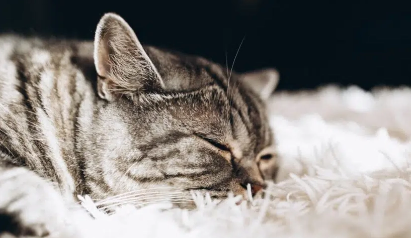 動物感冒症狀 動物感冒症狀