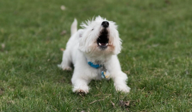 公狗結紮後變兇？深度解析原因與行為矯正全攻略