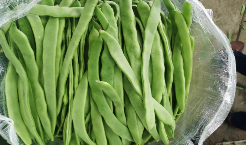 綠扁豆健康益處