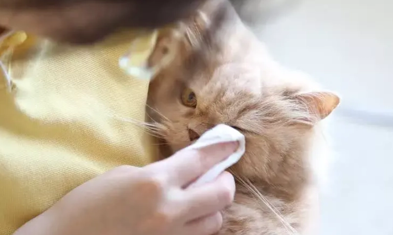 預防動物感冒 預防動物感冒