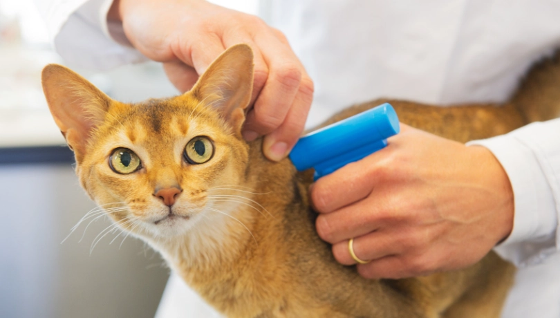 寵物晶片痛不痛