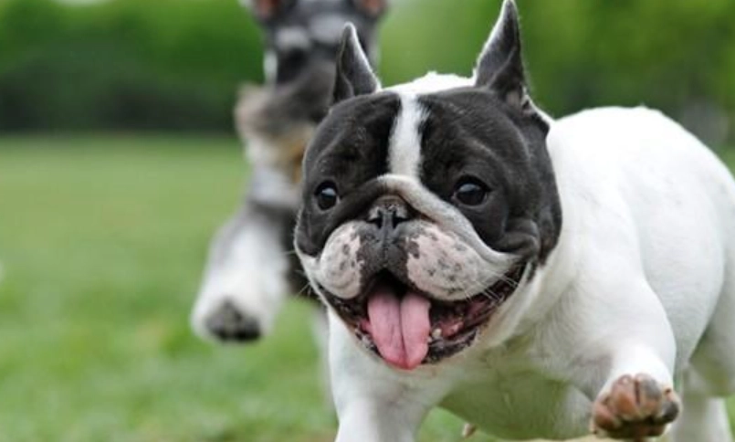 鬥牛犬飼養指南 鬥牛犬飼養指南