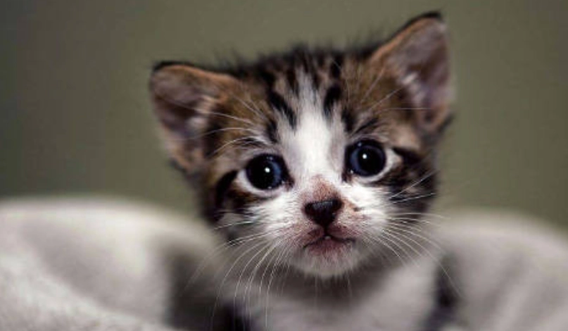 幼貓拉肚子但精神很好