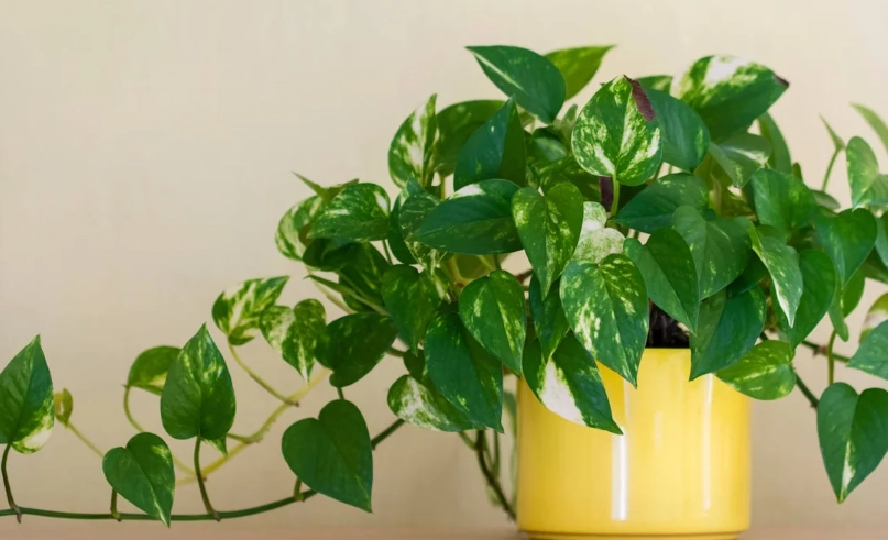 麒麟尾聰明養護全攻略：10年專家教你避開新手錯誤