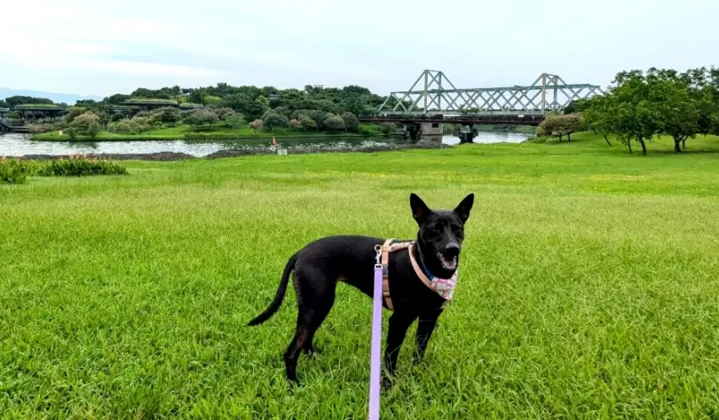 宜蘭寵物友善景點