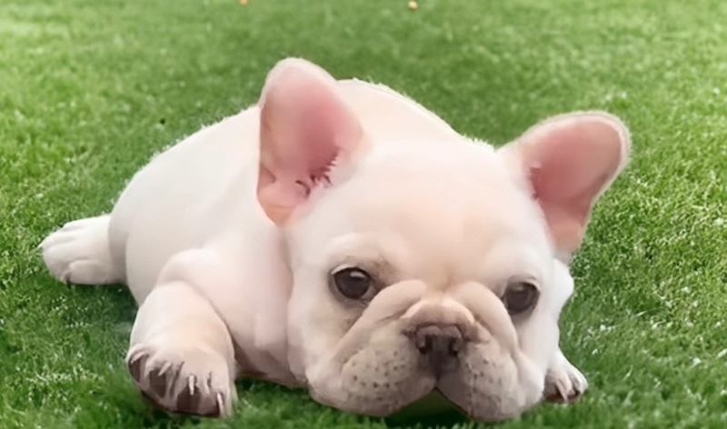 法鬥飼養注意事項