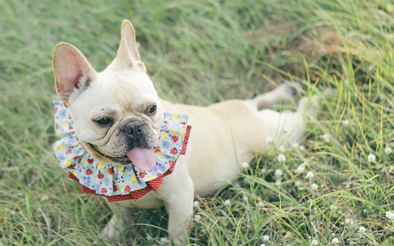 法鬥飼養注意事項