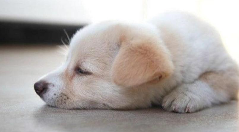 胰臟炎檢測方法