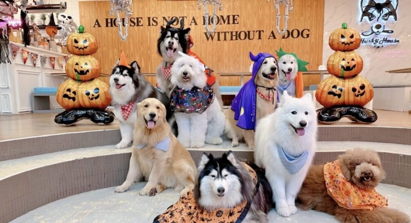 哈士奇阿拉斯加