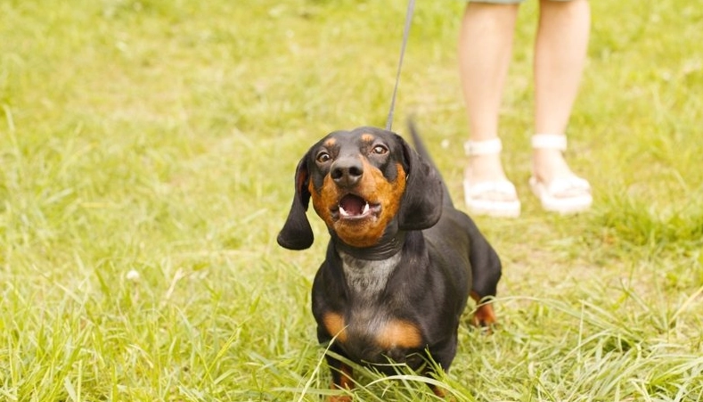 台灣適合養的狗