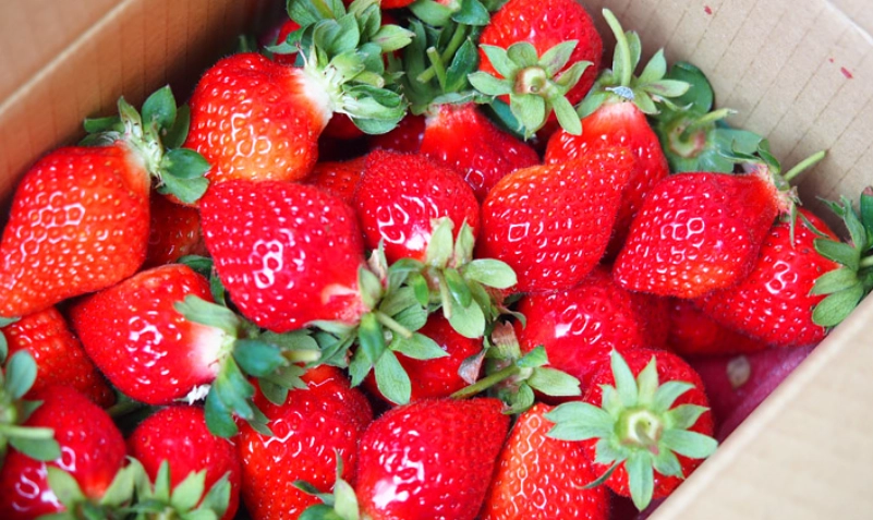 馬拉邦山草莓推薦攻略：採果秘境、必買伴手禮與一日遊行程規劃