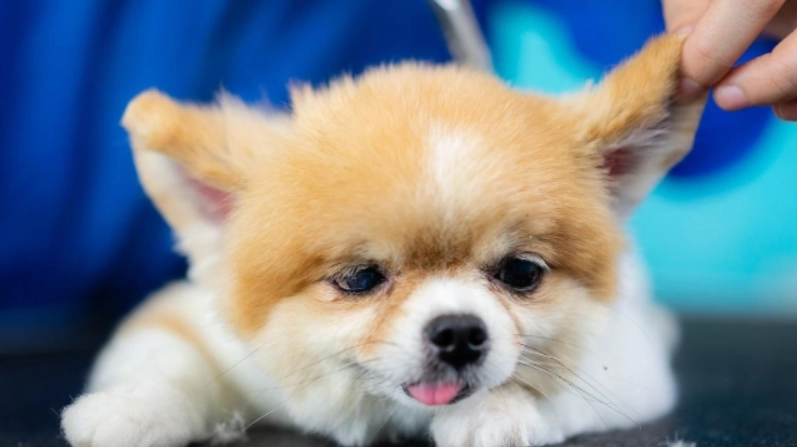 狗狗感冒吃什麼？獸醫教你準備對症飲食與自製食譜