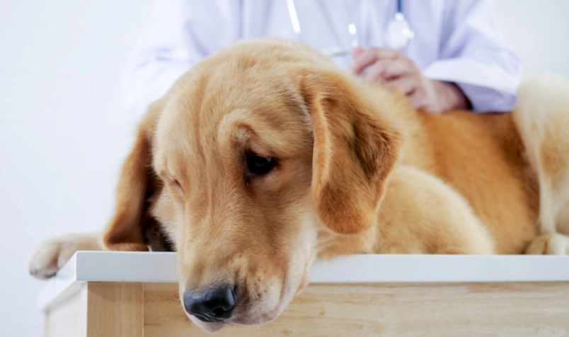 狗狗胰臟炎指數