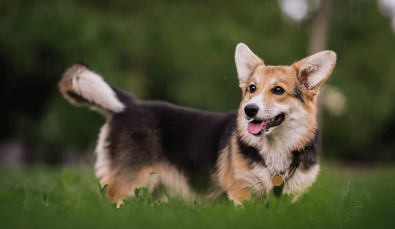 柯基犬種類全解析：從威爾斯柯基到卡地甘，一次搞懂差異與飼養要點