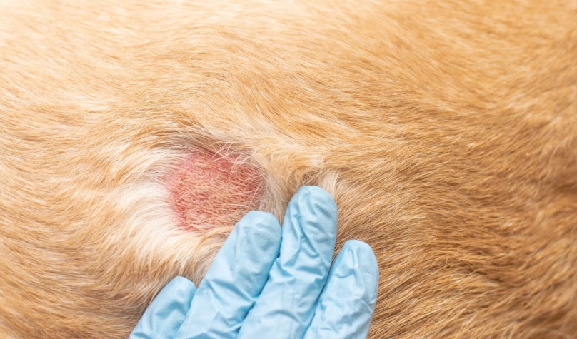 狗狗皮膚病會傳染給人嗎