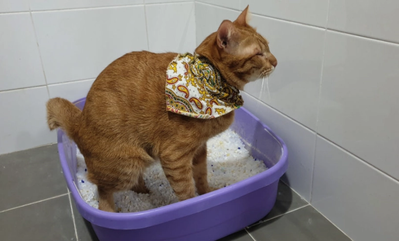 貓下泌尿道疾病