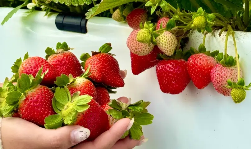 內湖採草莓農場