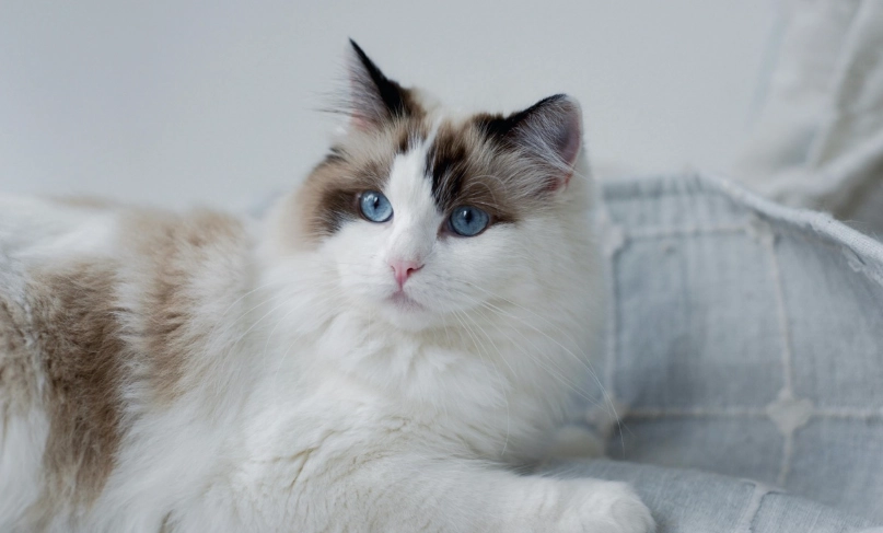 布偶貓疾病預防