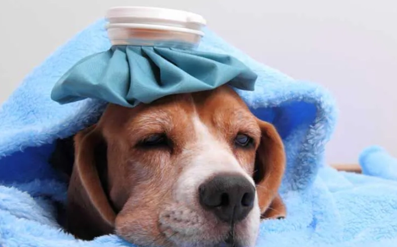 老年犬發燒原因