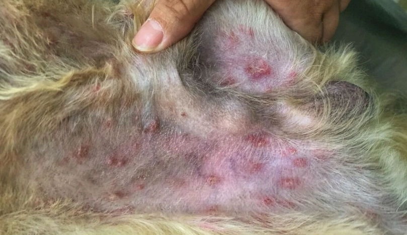 狗狗毛囊炎原因