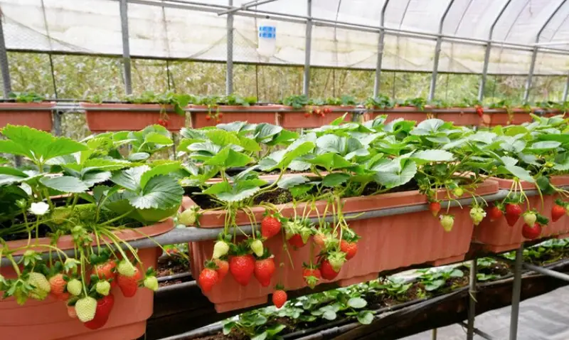 內湖草莓季時間