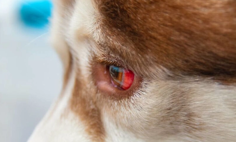 狗狗眼睛有血塊