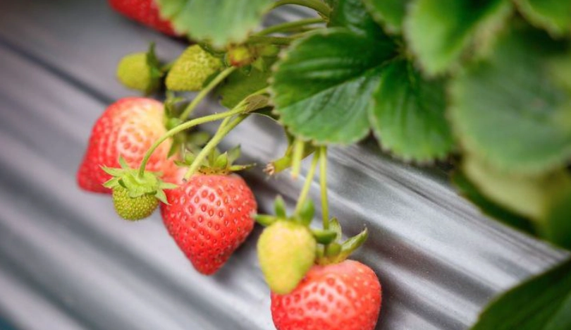 內湖採草莓季節