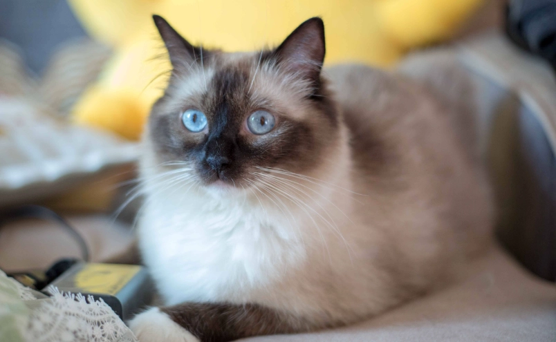 布偶貓健康檢查